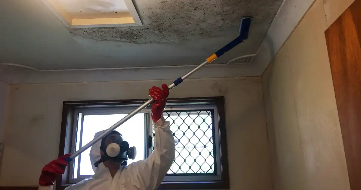 Mould Removal